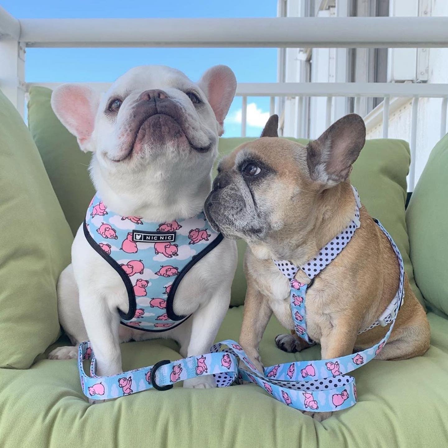 Hundeweste Geschirr für kleine mittelgroße Hunde, Atmungsaktive Haustiere Welpen Französische Bulldogge