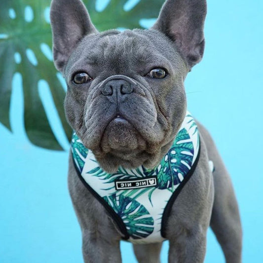 Hundeweste Geschirr für kleine mittelgroße Hunde, Atmungsaktive Haustiere Welpen Französische Bulldogge
