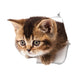 Katzen 3D-Wandaufkleber, Toilettenaufkleber, Lochansicht, lebendige Hunde, Badezimmer, für Heimdekoration, Tiere, Vinyl-Aufkleber, Kunst, Tapete, Poster