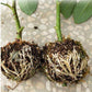 Baumpflanze Bewurzelungskugel, Veredelung, Bewurzelung Anzuchtbox Abdeckung für Gartenpflanze Hochdruckvermehrungsbox