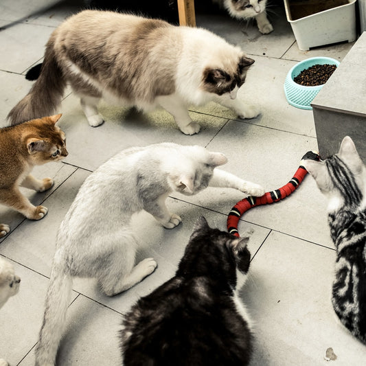 Automatisches Katzenspielzeug, Interaktives Smart Sensing Snake Tease Spielzeug für Katzen
