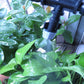 1 Set Nebeldüsen Gartenbewässerungssystem, Tragbares Vernebeln Automatische Bewässerung